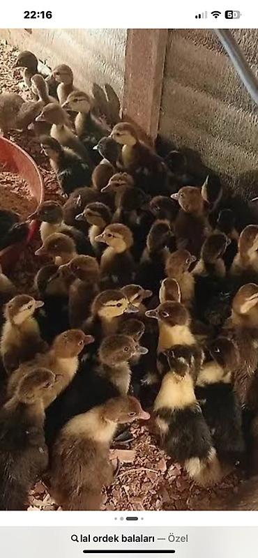 ördek: Lal ördəyin bütün sortlarının lavanda,macar,qırmızı,ağ qara,ağ — 1