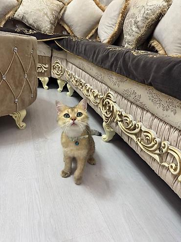 Qızıl şinşilla, Erkək, Yaxşı əllərə, Ödənişli çatdırılma, Ünvandan götürmə lalafo.az -da Qızıl şinşilla, Erkək, Yaxşı əllərə, Ödənişli çatdırılma, Ünvandan götürmə