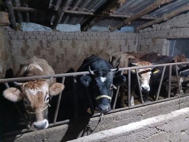 Коровы, быки: Продаю | Корова (самка), Бык (самец), Музоо, торпок | На забой, Для разведения, На откорм | Осеменитель, Привязанные — 1