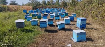 Bal: 100% qarantiya verilir təbii olduğuna! . 100% Təbii Bal zəmanət -da lalafo.az — 6 Bal: 100% qarantiya verilir təbii olduğuna! . 100% Təbii Bal zəmanət — 6