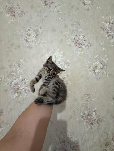 Pişiklər: Amerikan Shorthair, Dişi, Yaxşı əllərə — 15