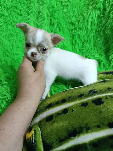 Продажа собак: Чихуахуа, 3 месяца, Самец — 5