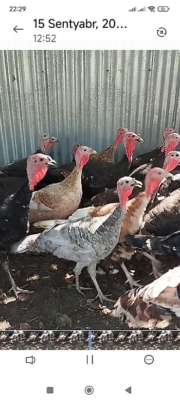 quş yarım tip: Hinduşka
28 ədəd. 6 aylıq yerli sort. tam sağlamdır. kom satılır — 1
