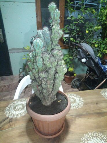 рассада помидор купить: Кактус (СКАЛА) 15 лет. 5000сом