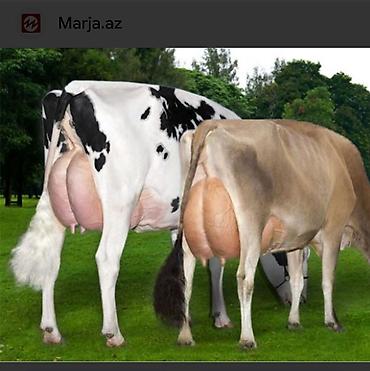 Digər ixtisaslar: 🐄 Fermaya işçi axtarılır. İş: İnək sağımı və heyvanlara gündəlik — 1