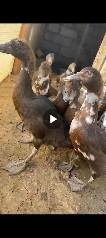 müşk ördəyi: Musk ördəkləri (Indoutka) – damazlıq sürü - Cins: Musk/Indoutka - — 3