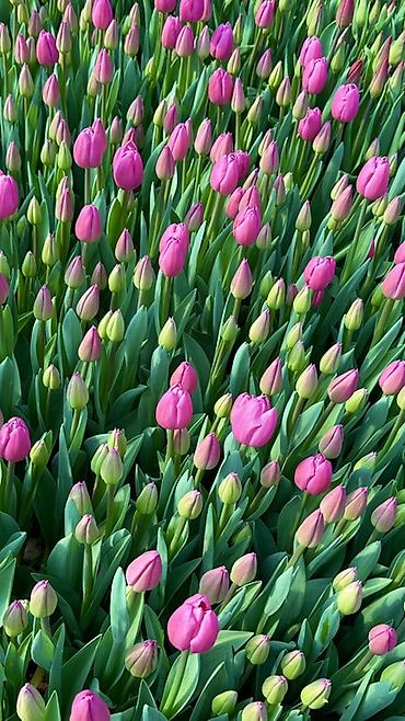 Букеты из живых цветов: Тюльпаны — предзаказ - Срезанные тюльпаны из теплицы, аккуратные at lalafo.kg — 3 Букеты из живых цветов: Тюльпаны — предзаказ - Срезанные тюльпаны из теплицы, аккуратные — 3