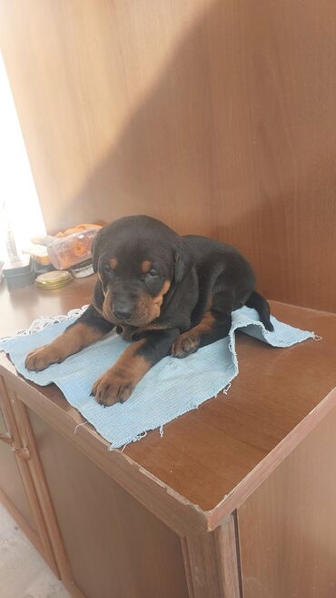 İtlər: Doberman, 1 ay, Erkek, Peyvəndli, Ödənişli çatdırılma