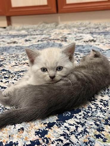 кошки шотландские: Шотландские котята (скоттиш-фолд/скоттиш-страйт) Срочно ‼️ город ОШ - — 3