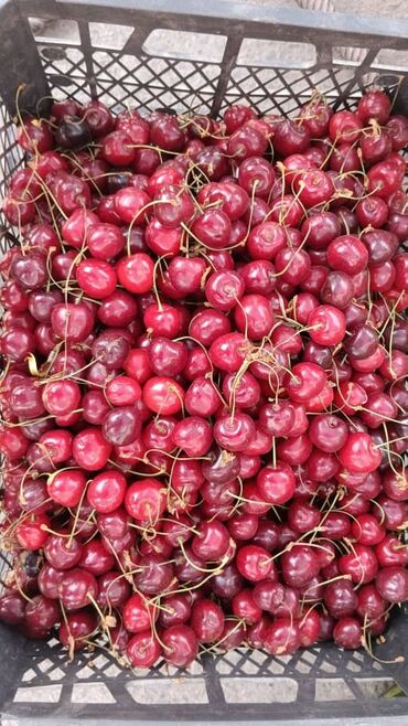 форель купить в бишкеке: Калированная черешня и Альбион клубники