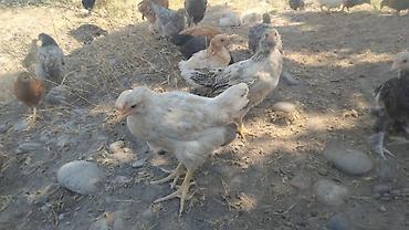 Продаю | Цыплята | Домашняя | Для разведения at lalafo.kg Продаю | Цыплята | Домашняя | Для разведения