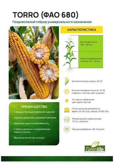 семена цветков: В наличии семена кукурузы TORRO (ФАО 680) Поздний гибрид зернового