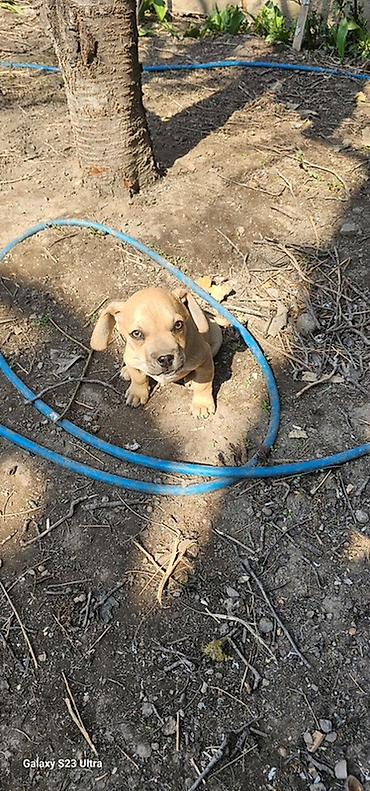 Продажа собак: Щенки смешанной породы - Окрас: рыжий/палевый с тёмной мордочкой. - — 11