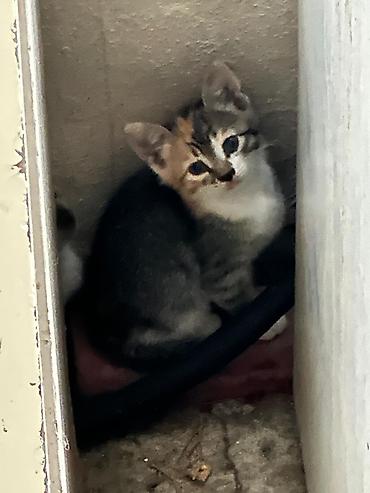 piwik balasi: 1 ayliq piwik balalari pulsuz verilir oynayandir yaxwi ellere verilir — 3
