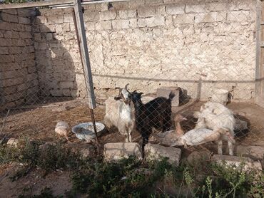 Qaşıqlar: Heyvanlar satılır – qarışıqdı - Qoyun/qeçi balaları və yetkin