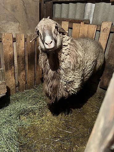 Баран, овца: Продаю | Баран (самец) — 6