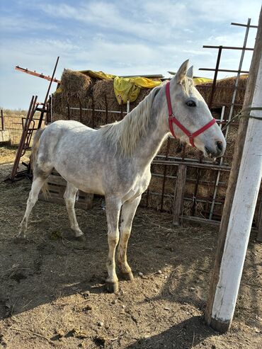 Лошади, кони: Продаю | Жеребец | Конный спорт — 5