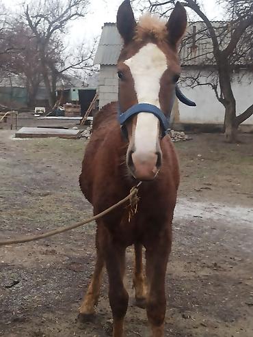 Лошади, кони: Продаю | Жеребенок | Полукровка | Конный спорт | Племенные — 8