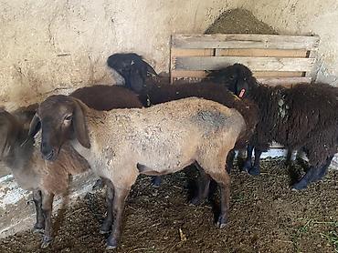 Продам с/х животных: Продаю | Ягненок, Баран (самец) | Полукровка, Эдильбаевская, Арашан | На забой, Для разведения | Осеменитель, Ярка — 1