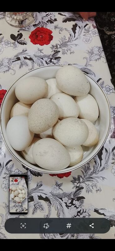 ЛуАЗ: Hindusqa yumurtasi Gencedi 15 denedi xorzdudu
