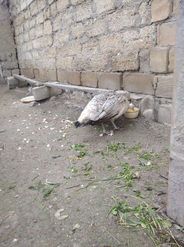 Tovuz quşları: Salam aleykum. Satışda bir dənə qara qanad tovuzquşu fərəsi var. 7 — 2
