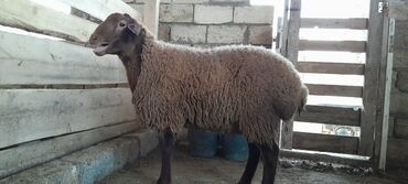 Qoyunlar, qoçlar: Togluların biri 8aylıq biri 6 aylıqdı damazlıga yararlıdır qiymetleri — 7