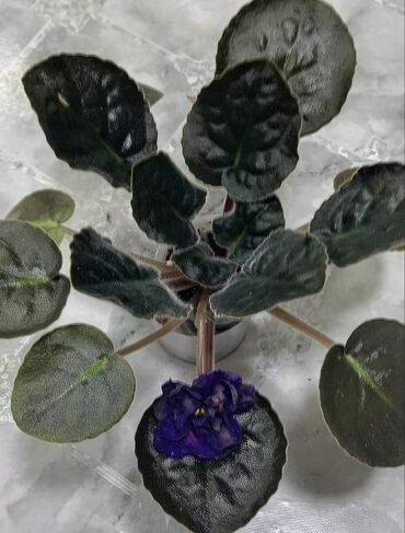 Фиалки и глоксинии: 🌱🌺🌱 Продаю сортовые ДЕТКИ стандартных, трейлерныхмини и полумини — 17