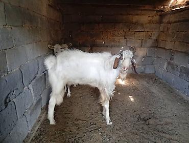 Козы, козлы: Продаю | Коза (самка) | Для молока | Племенные — 28
