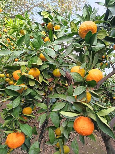 Meyvə və giləmeyvə: Məhsul: Bağdan təzə sitrus meyvələri – limon və portağal/mandarin — 11