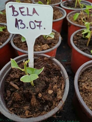 Ostale kućne biljke: Ožiljene bogumile po 900 — 4