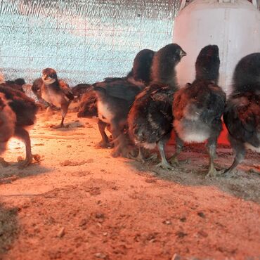 А/ч жаныбарлары үчүн тоюттар: Продаётся цыплята 17 дневное дзержинского гиганта по 300 сом