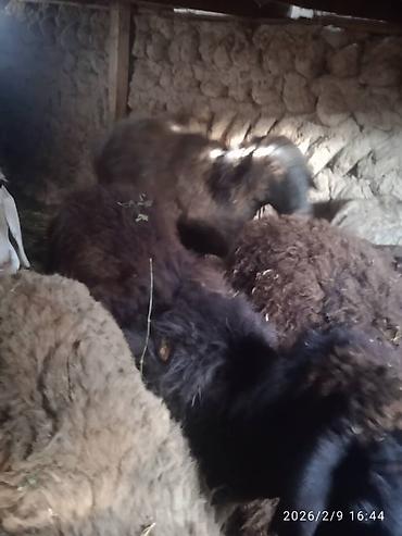 Баран, овца: Продаю | Баран (самец) | Для разведения | Матка — 8