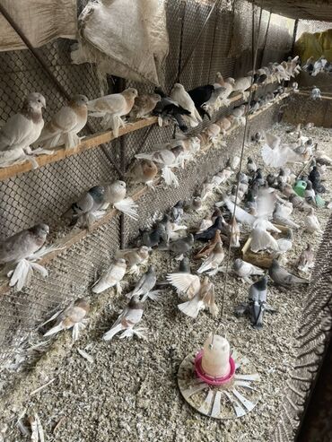 купить курдючного барана: Породные голуби декоративных и летных линий 20 штук По 500 сом штук