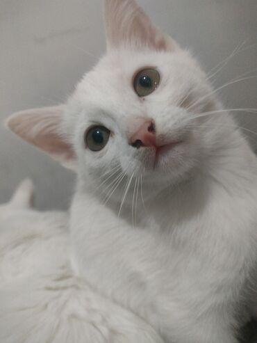 сколько стоит котенок вислоухий шотландец: Котята 2 месяца. осталось 2 белых,у одного гетерохромия один глаз