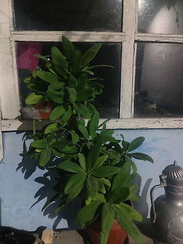 молочай гранта: Комнатное растение — молочай Милла (Euphorbia milii), декоративный — 3