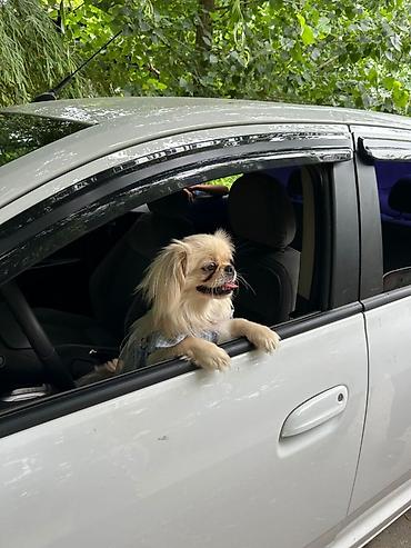 mops it: Pekines, 1 il, Dişi, Peyvəndli, Pulsuz çatdırılma — 1