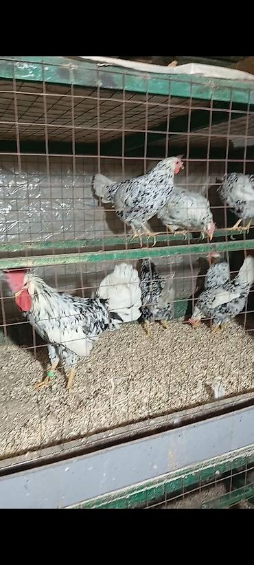 прадаю корова: Продаю | Куры | Леггорн | Для разведения — 1