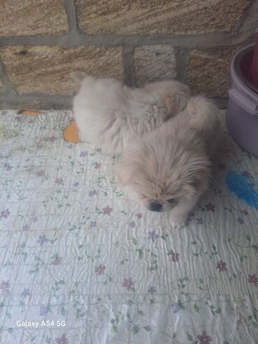 itle barter: Pekines, 2 ay, Dişi, Peyvəndli, Ünvandan götürmə, Pulsuz çatdırılma, Ödənişli çatdırılma