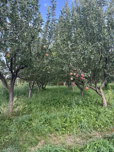 Продажа домов: Дом, 500 м², 6 комнат, Собственник, ПСО (под самоотделку) — 22