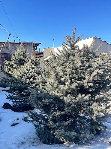 Декоративные деревья: Саженцы деревьев: Ели, Платная доставка, Самовывоз — 5
