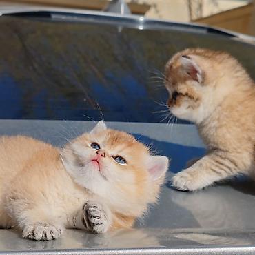 Pişiklər: Britan — 9