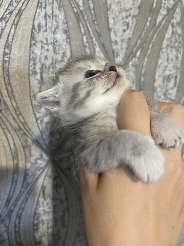 Продажа кошек: Скотиш Страйт (Шотландская прямоухая), 1 месяц, Мальчик, Серебристая шиншилла, Приучена к лотку — 4