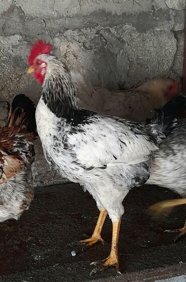 Xoruzlar: Xoruz, il: <1 — 9