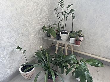 Комнатные цветы за все 2500