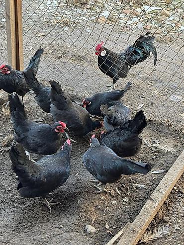 Птицы: Продам карликовых кур бемтамок, Китайский шелк: петушки и курочки — 17