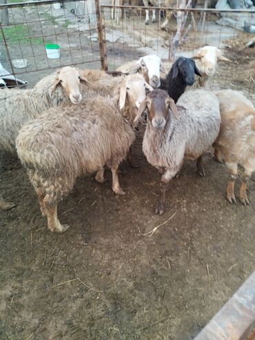 Бараны, овцы: Продаю | Баран (самец) | Гиссарская, Арашан | На забой, Для разведения