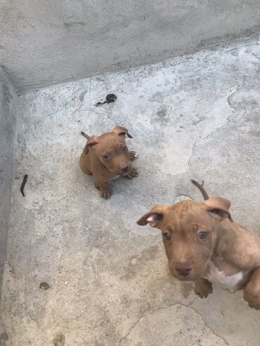 Balıqlar: Pitbul, 2 ay, Erkek, Peyvəndli, Ünvandan götürmə
