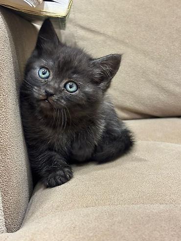 Pişiklər: Britan — 3