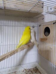 Tutuquşları: Çexlər hazır sağlam aktiv quşlardı hər iki cüt bala verib Bir cütü 80 — 3