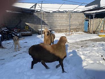 Баран, овца: Продаю | Овца (самка) | Арашан | Для разведения — 3